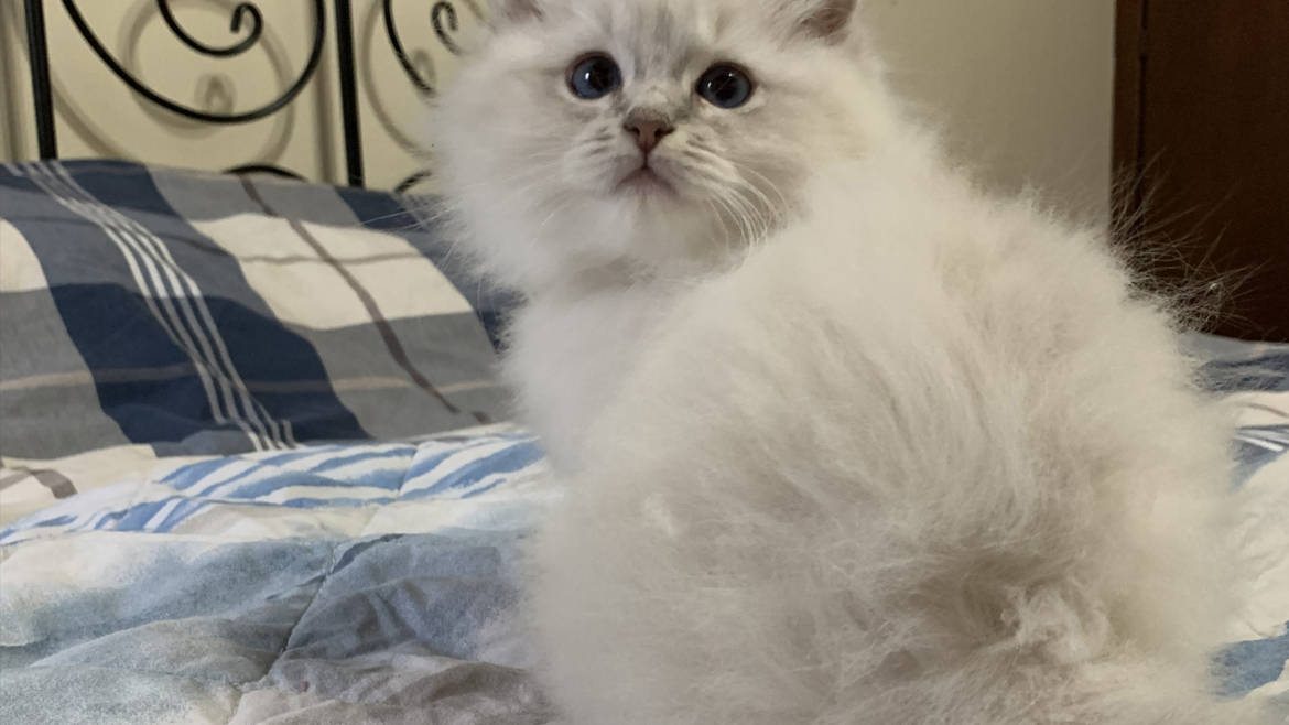 Cuccioli