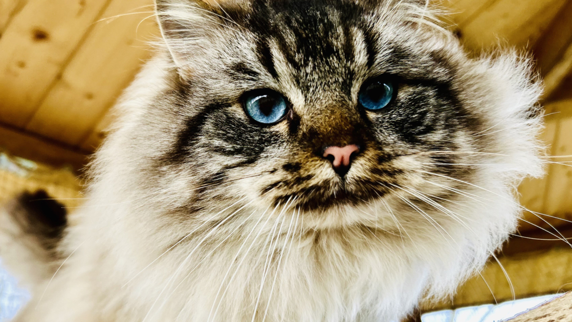 Maschi